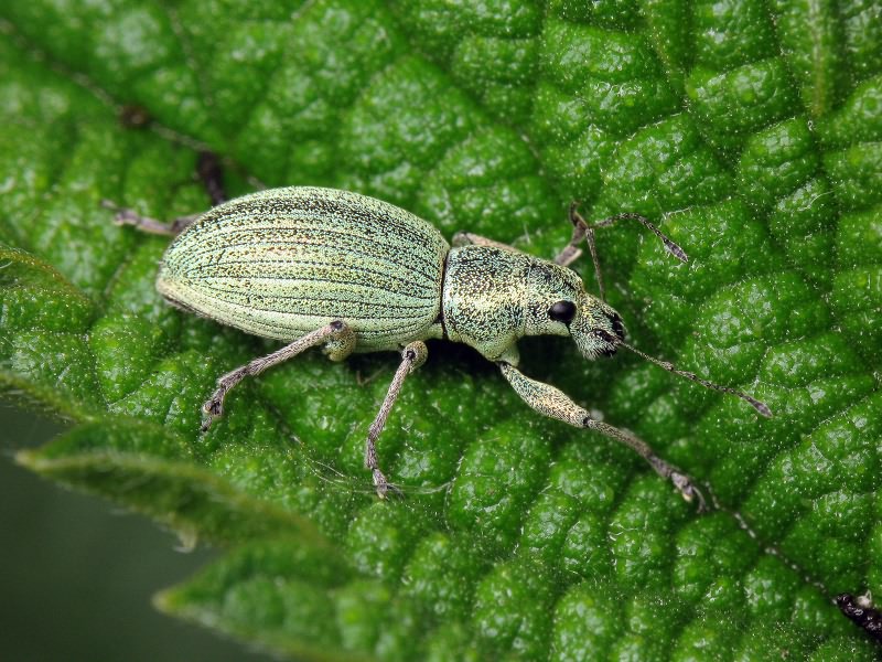 Eusomus ovulum Germar, 1824